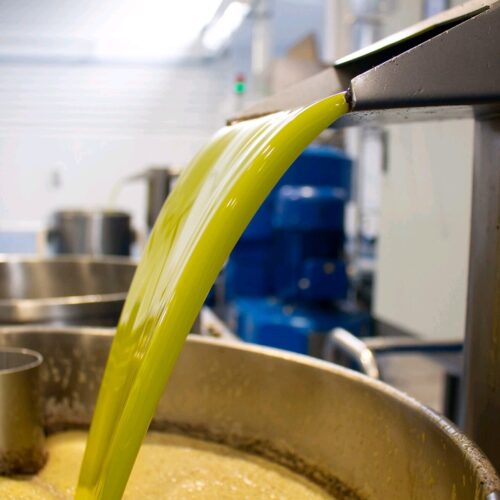 production d'huile d'olive