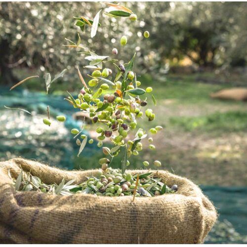 sac recolte olives