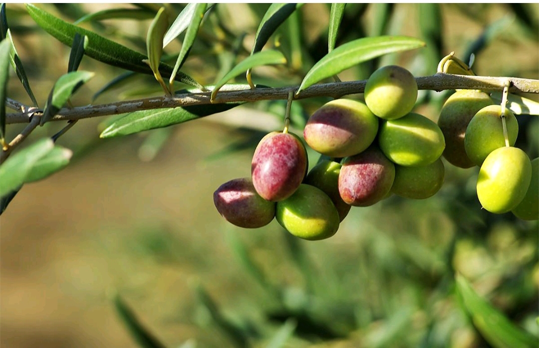 Olivier et olives