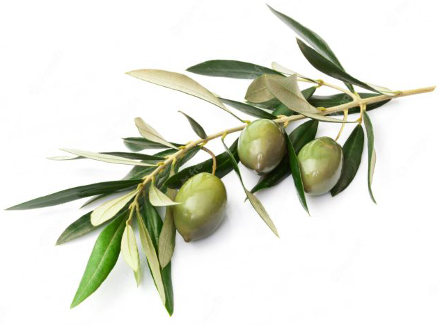 branche-olivier2