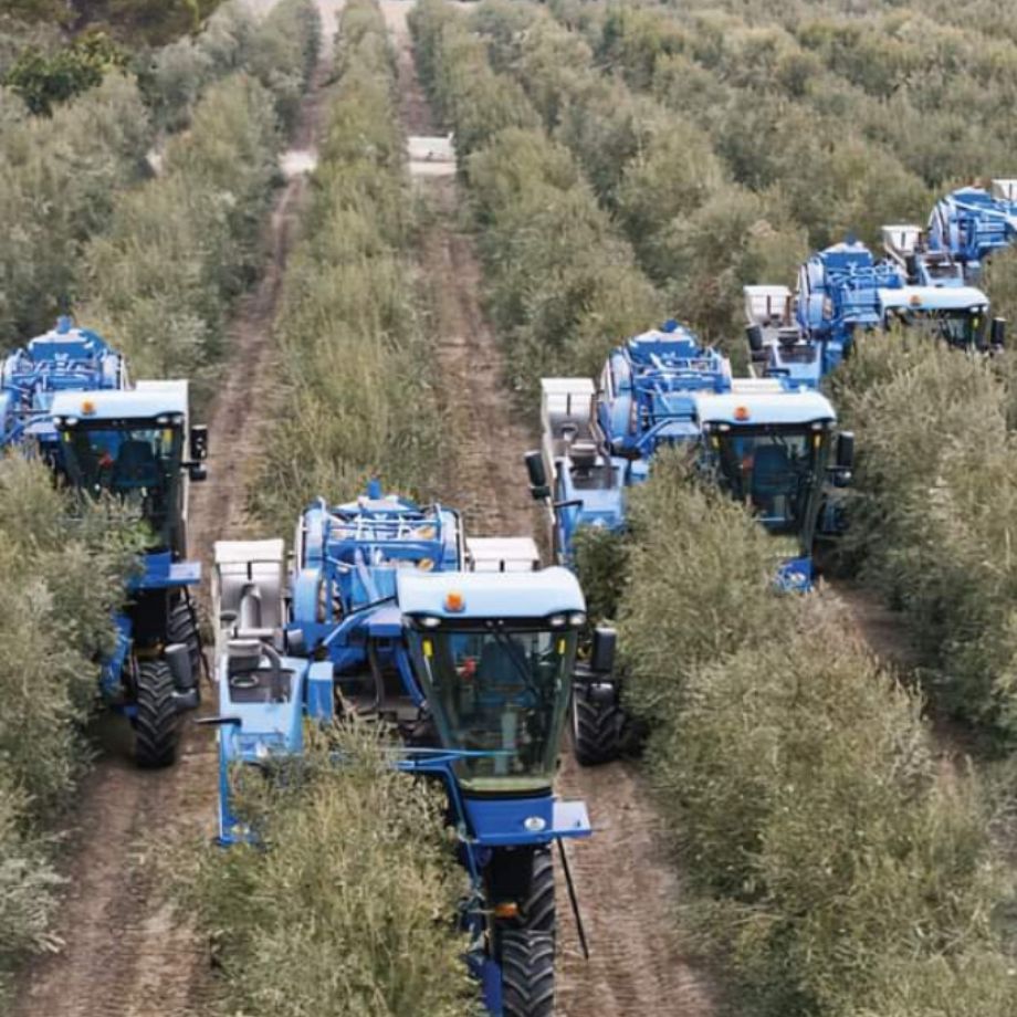 investissement dans l'huile d'olive